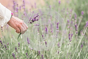 Woman rips lavender flowers on a natural background, blurred background, space text