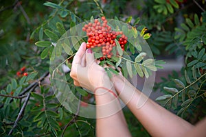 Woman with rowan in the hands with copy space. Autumn concept.