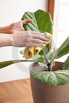 A woman rubs the leaves of a houseplant Ficus lyrata. The concept of plant care, removal of dust from large leaves