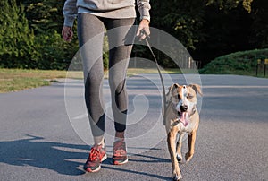 Woman in running suit training with her dog. Young fit female an