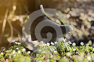 A woman`s boot trample on a young anemone flower. Concept: trampled hopes, vandalism and protest, deprivation of virgin beauty an