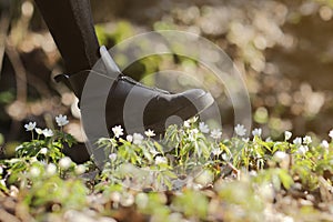 A woman`s boot trample on a young anemone flower. Concept: trampled hopes, vandalism and protest, deprivation of virgin beauty an