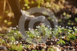 A woman`s boot trample on a young anemone flower. vandalism, deprivation of virgin and innocence,violence against nature