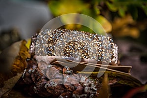 Woman`s bracelet, gold colored with shiny fake diamonds, in close-up on autumn colored background and mood. Perfect jewelry for a