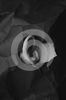 Woman`s ear in hole in black crumpled paper background, black and white concept photography for blog or poster