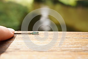 A woman& x27;s finger and a dragonfly on a wooden surface are close-ups against a blurred background. The concept of