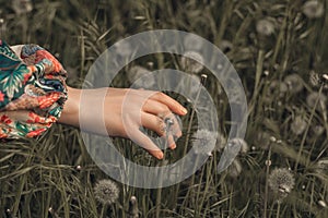 Woman`s hand on a background of green grass and dandelions