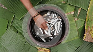 a woman\'s hand with a bangle washing and cleaning small pieces of raw sardine fishes