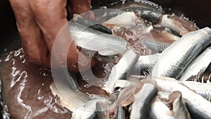 a woman\'s hand with a bangle washing and cleaning small pieces of raw sardine fishes