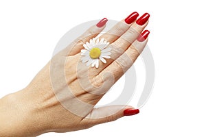 A woman`s hand with a beautiful red manicure and a chamomile flower on a white isolated background. The concept of care for hands