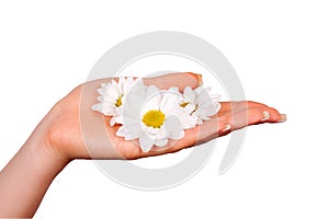 Woman's hand with a camomile