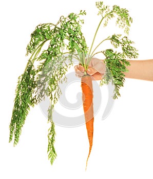 Woman-s hand with carrot