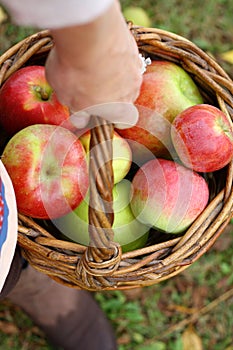 Woman's Hand Carrying Basket of Fresh Picked Apples