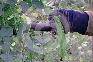 Woman's hand is collecting nuts