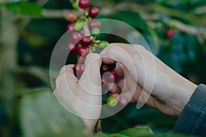 Woman`s hand collecting ripe coffee beans. Coffee plant branch