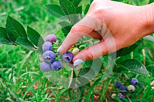 A woman's hand collects blueberries from a bush in the garden. Blueberry cluster on bush. Northern Highbush Blueberry