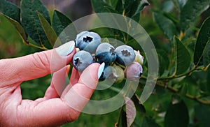 A woman's hand collects blueberries from a bush in the garden. Blueberry cluster on bush. Northern Highbush Blueberry