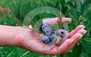 A woman's hand collects blueberries from a bush in the garden. Blueberry cluster on bush. Northern Highbush Blueberry