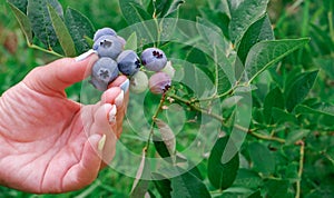 A woman's hand collects blueberries from a bush in the garden. Blueberry cluster on bush. Northern Highbush Blueberry