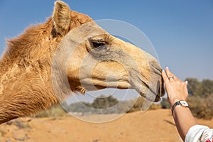 Woman\'s hand cuddles the dromedary camel\'s muzzle (Camelus dromedarius) in the desert