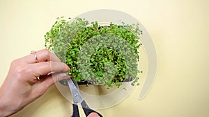 Woman`s hand cuts microgreen of Arugula sprouts with scissors