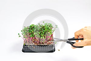 Woman`s hand cuts microgreen of Radish Coral sprouts with scissors.  White background