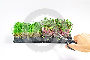 Woman`s hand cuts microgreen of Radish Coral sprouts with scissors.  White background