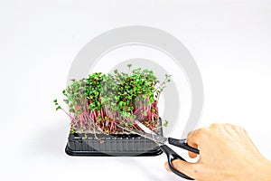 Woman's hand cuts microgreen of Radish Coral sprouts with scissors. White background