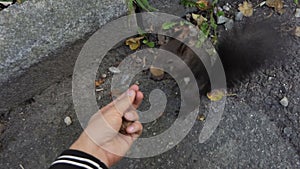 A woman`s hand feeds a black squirrel with cracked nuts in slo-mo