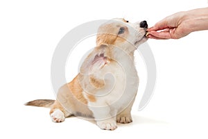 Woman`s hand feeds a Corgi puppy