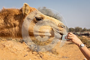 Woman\'s hand feeds the dromedary camel (Camelus dromedarius) in the desert