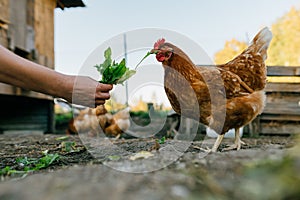 A woman's hand feeds green leaves to a group of red hens on a private farm