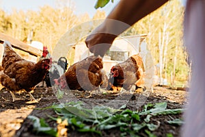 A woman's hand feeds green leaves to a group of red hens on a private farm