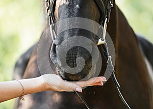 A woman`s hand feeds a horse. Details.