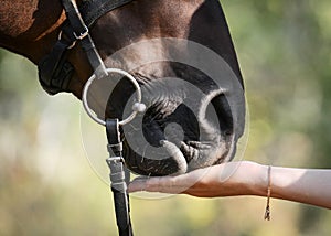 A woman`s hand feeds a horse. Details.