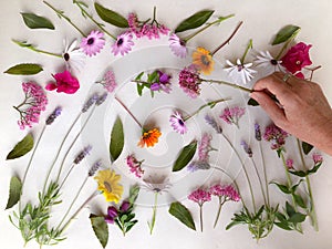 Hand and Colourful spring flowers natural background on white