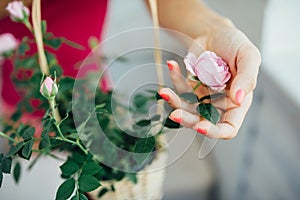 Woman's hand gently a flower roses