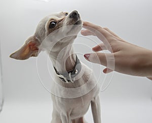 A woman`s hand gently strokes the little white dog`s neck