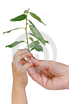 Woman's hand gives the sprout in the child's