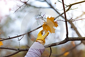 A woman`s hand in a glove reaches for the autumn leaf.