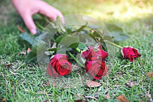 A woman`s hand grabbing red roses flower on green grass field