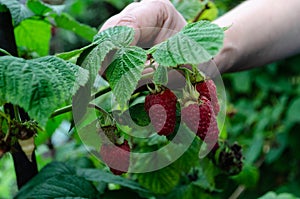 Woman`s hand holding a branch with raspberries