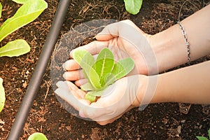 Woman`s hand holding the Cos Lettuce in the vegetable garden.