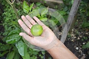 A woman`s hand holding a fresh lime that picked from the tree, Selective focus on the lime on hand, Top view of Fresh lime on han