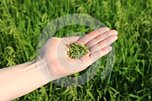 Woman`s hand holding green grains, sowing crops