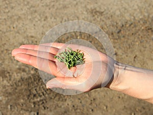 Woman`s hand holding green grains, sowing crops
