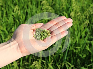 Woman`s hand holding green grains, sowing crops