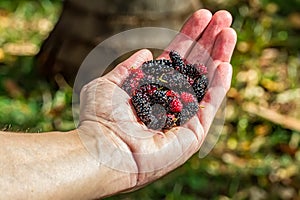 Woman`s hand holding a handful of organic blackberries