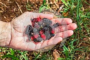 Woman`s hand holding a handful of organic blackberries