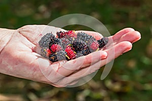 Woman`s hand holding a handful of organic blackberries